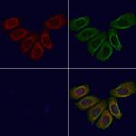 beta-2 Defensin Antibody in Immunocytochemistry (ICC/IF)