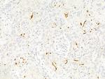 DIO3 Antibody in Immunohistochemistry (Paraffin) (IHC (P))