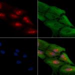 HOXB4 Antibody in Immunocytochemistry (ICC/IF)