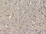 HOXB4 Antibody in Immunohistochemistry (Paraffin) (IHC (P))