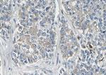 KCNMA1 Antibody in Immunohistochemistry (Paraffin) (IHC (P))