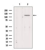 KCNMA1 Antibody in Western Blot (WB)