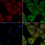 NTN1 Antibody in Immunocytochemistry (ICC/IF)