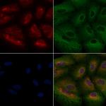 NTN1 Antibody in Immunocytochemistry (ICC/IF)