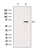 NTN1 Antibody in Western Blot (WB)