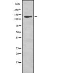 NMDAR2C Antibody in Western Blot (WB)