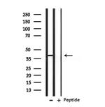 OPCML Antibody in Western Blot (WB)