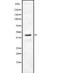 RAP1 Antibody in Western Blot (WB)