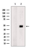 RBMS3 Antibody in Western Blot (WB)