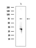 SEMA3C Antibody in Western Blot (WB)