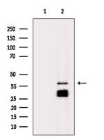 STEAP1 Antibody in Western Blot (WB)