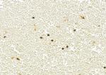 UCP2 Antibody in Immunohistochemistry (Paraffin) (IHC (P))