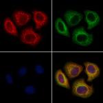 UGT8 Antibody in Immunocytochemistry (ICC/IF)