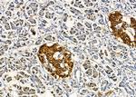 AMID Antibody in Immunohistochemistry (Paraffin) (IHC (P))