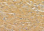 AMID Antibody in Immunohistochemistry (Paraffin) (IHC (P))