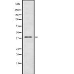 AMID Antibody in Western Blot (WB)