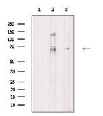 Cdc23 Antibody in Western Blot (WB)