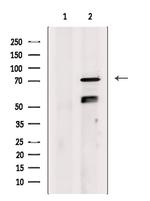 GAS6 Antibody in Western Blot (WB)