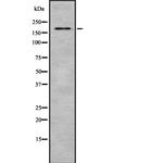 Laminin beta-2 Antibody in Western Blot (WB)