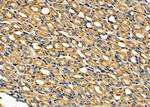 NOX1 Antibody in Immunohistochemistry (Paraffin) (IHC (P))