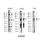 NOX1 Antibody in Western Blot (WB)