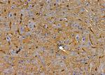 OR10K1/OR10K2 Antibody in Immunohistochemistry (Paraffin) (IHC (P))