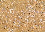 OR10K1/OR10K2 Antibody in Immunohistochemistry (Paraffin) (IHC (P))