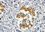 Olfr417 Antibody in Immunohistochemistry (Paraffin) (IHC (P))