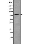 RGPD Pan Antibody in Western Blot (WB)