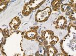 RGPD Pan Antibody in Immunohistochemistry (Paraffin) (IHC (P))