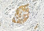 Slc30A8 Antibody in Immunohistochemistry (Paraffin) (IHC (P))