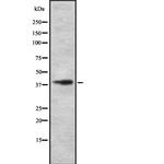 Slc30A8 Antibody in Western Blot (WB)