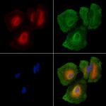 TAAR5 Antibody in Immunocytochemistry (ICC/IF)