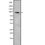 GTF3C4 Antibody in Western Blot (WB)