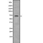 ZNF23 Antibody in Western Blot (WB)