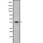 Phospho-Ephrin B1/B2/B3 (Tyr324) Antibody in Western Blot (WB)