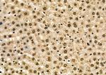 HOXA2 Antibody in Immunohistochemistry (Paraffin) (IHC (P))