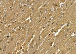 SNAPC5 Antibody in Immunohistochemistry (Paraffin) (IHC (P))