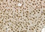 GTF2A2 Antibody in Immunohistochemistry (Paraffin) (IHC (P))