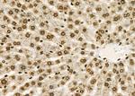 GTF2A2 Antibody in Immunohistochemistry (Paraffin) (IHC (P))