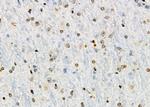 GTF2A2 Antibody in Immunohistochemistry (Paraffin) (IHC (P))