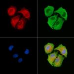 MRPS11 Antibody in Immunocytochemistry (ICC/IF)