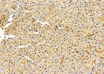 MRPS11 Antibody in Immunohistochemistry (Paraffin) (IHC (P))