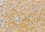 MRPS11 Antibody in Immunohistochemistry (Paraffin) (IHC (P))