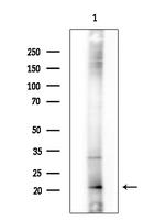 MRPS11 Antibody in Western Blot (WB)