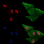 EMX2 Antibody in Immunocytochemistry (ICC/IF)