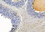 EMX2 Antibody in Immunohistochemistry (Paraffin) (IHC (P))