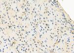 EMX2 Antibody in Immunohistochemistry (Paraffin) (IHC (P))