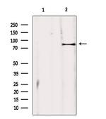 ZBTB17 Antibody in Western Blot (WB)