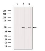 CCRN4L Antibody in Western Blot (WB)